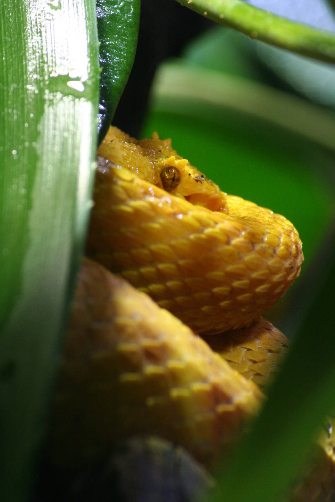 Eyelash viper
