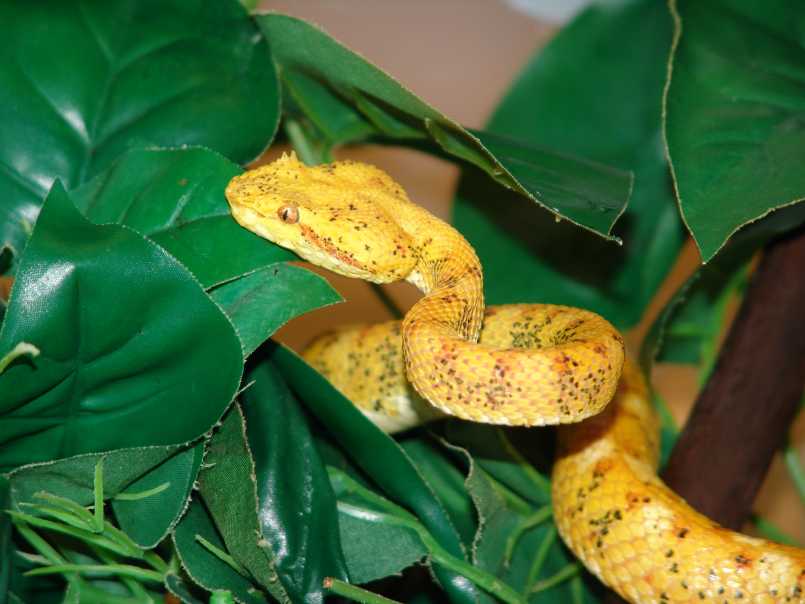 Eyelash Viper