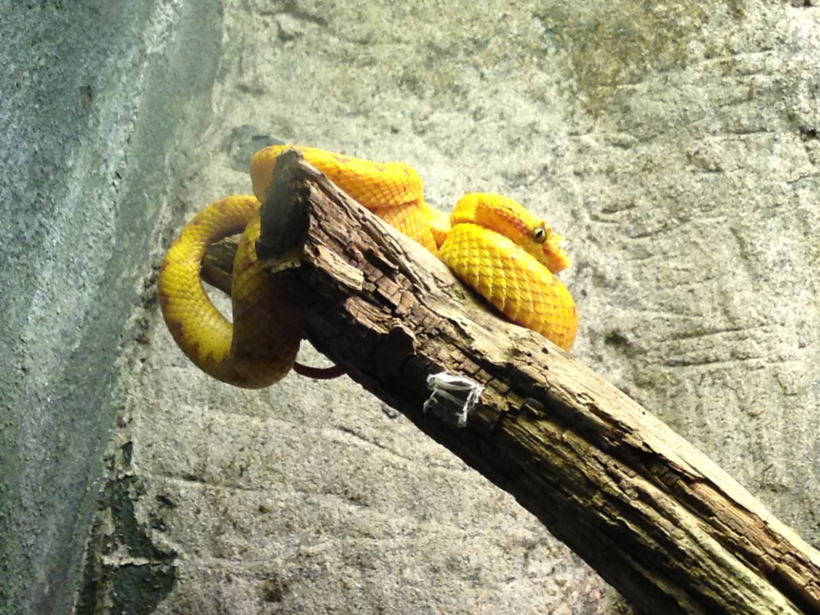 Eyelash Viper