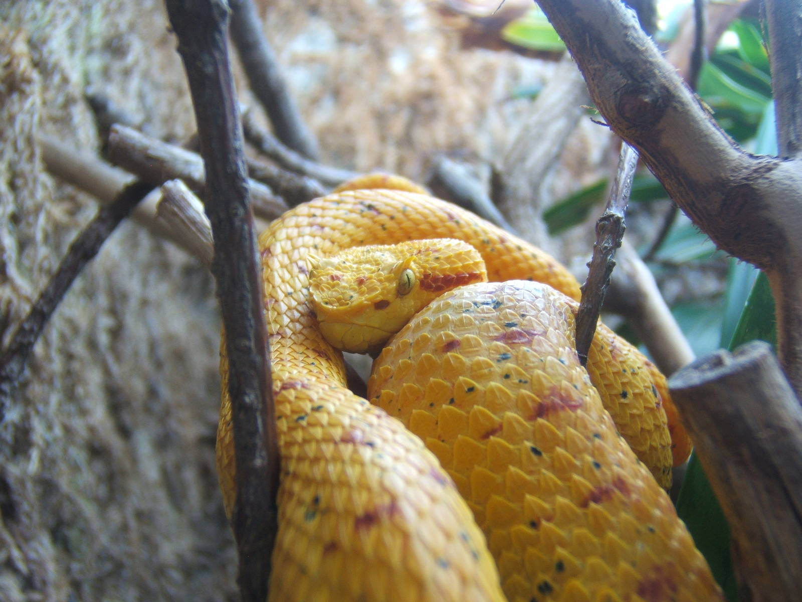 Eyelash Viper