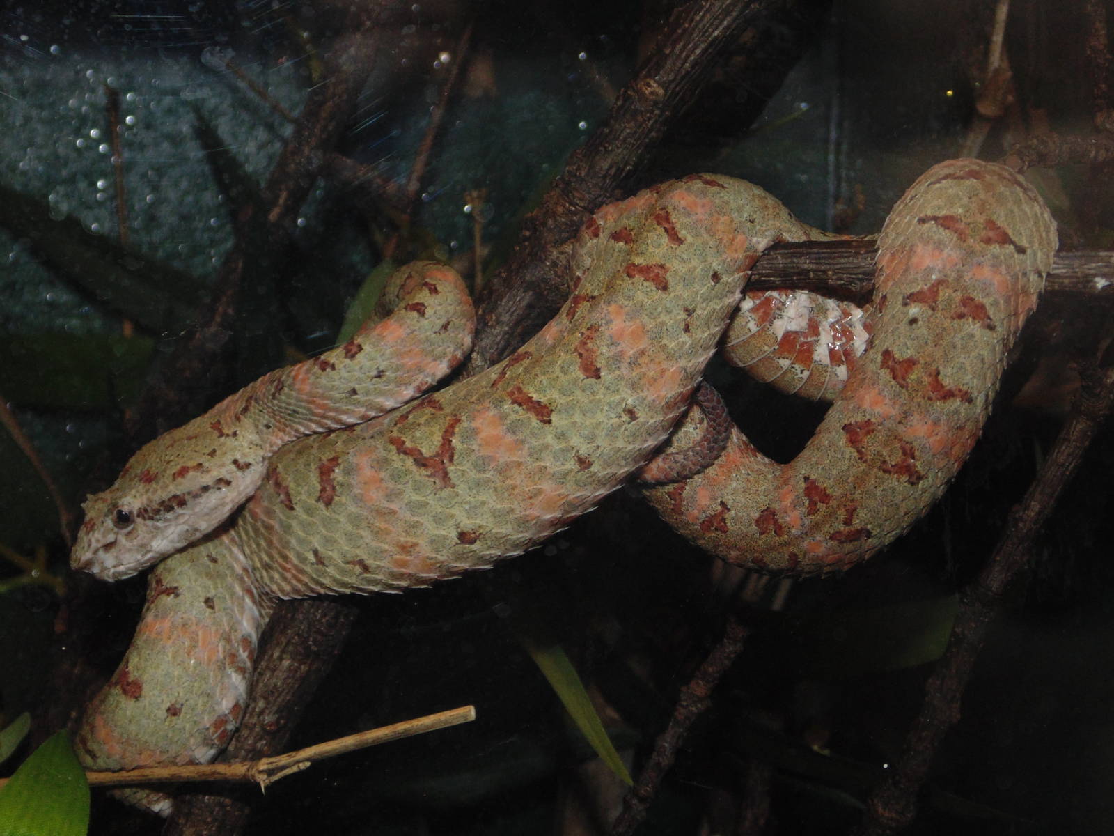 Eyelash Viper