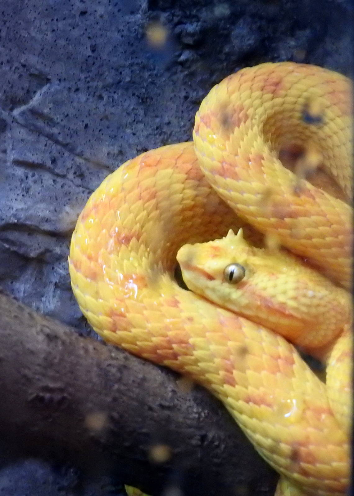 Eyelash Viper