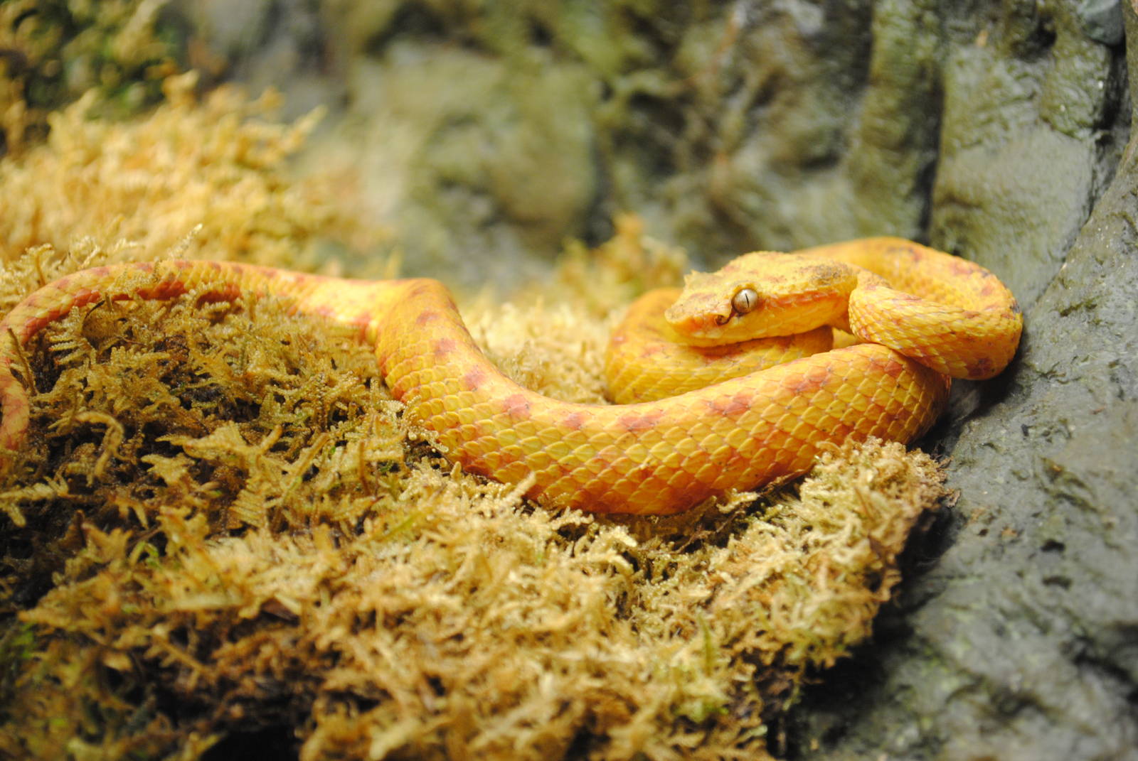 Eyelash Viper