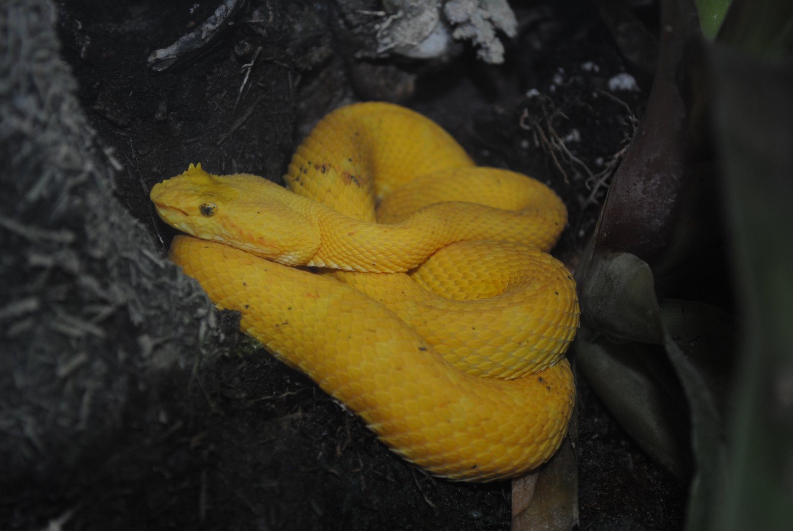 eyelash viper