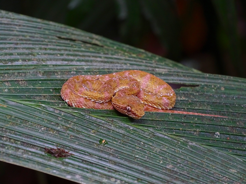 Eyelash viper