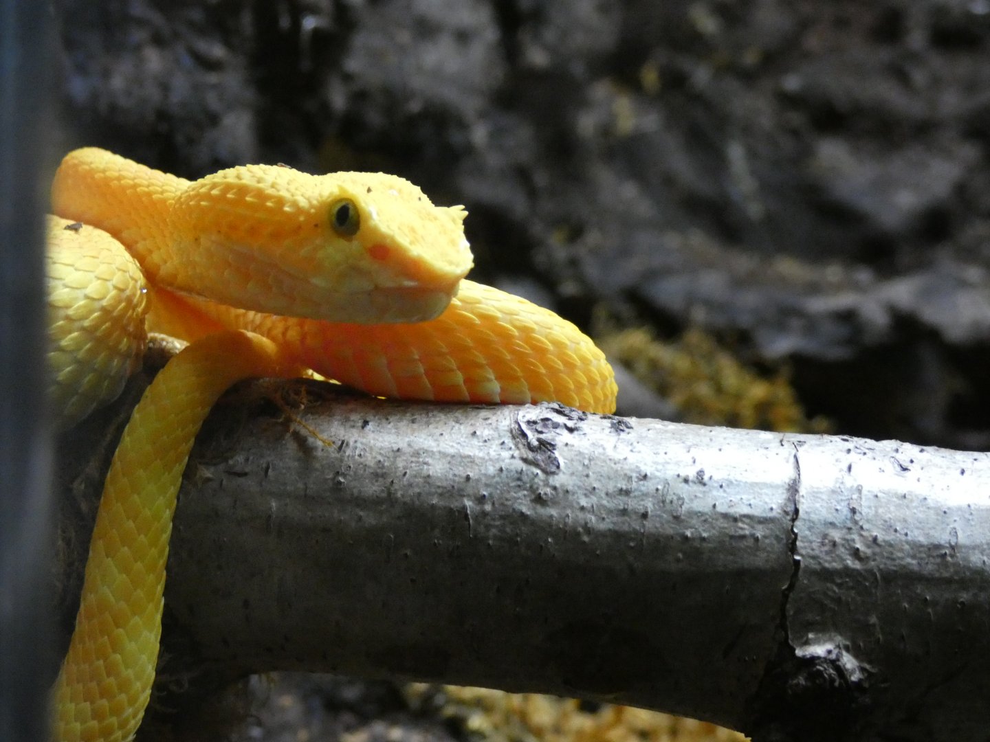 Eyelash Viper