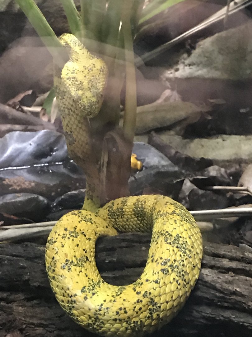 Eyelash viper