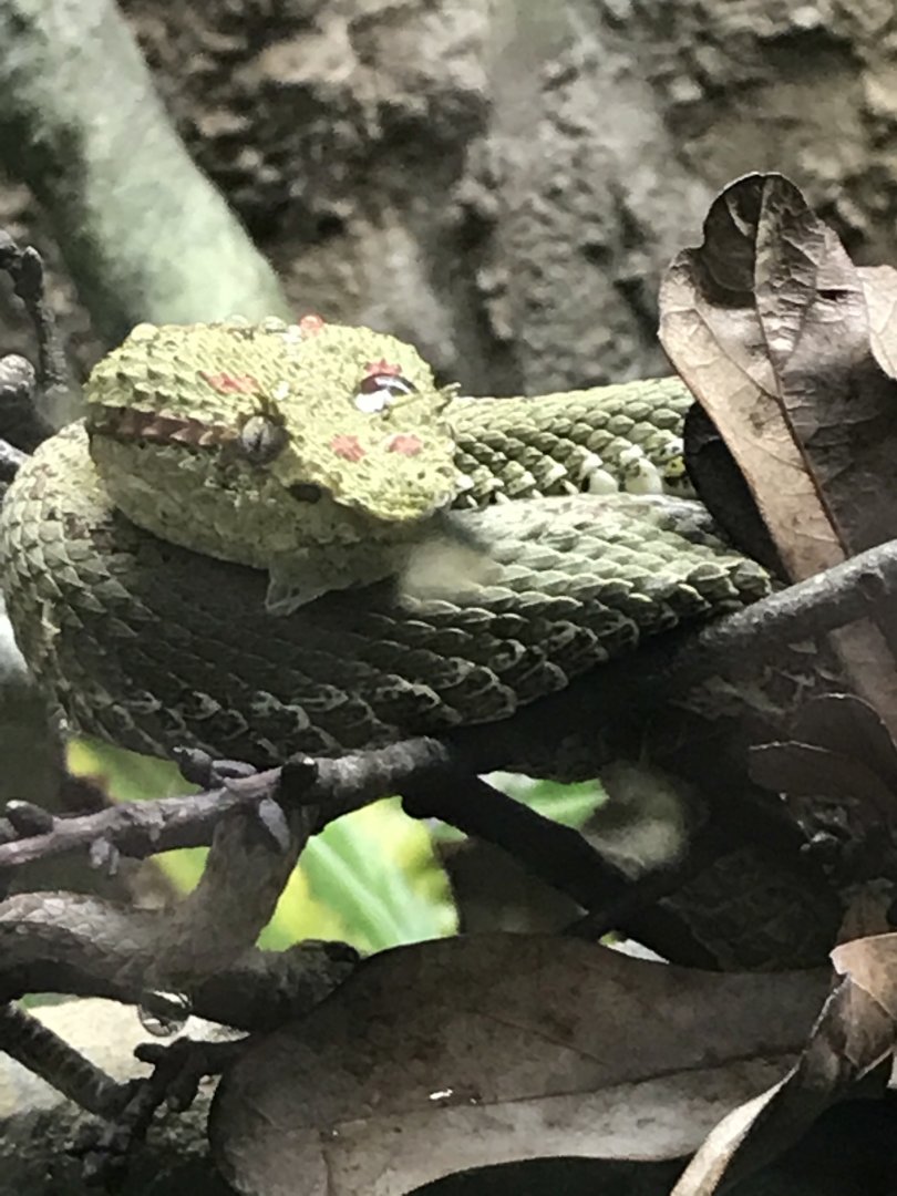 Eyelash viper