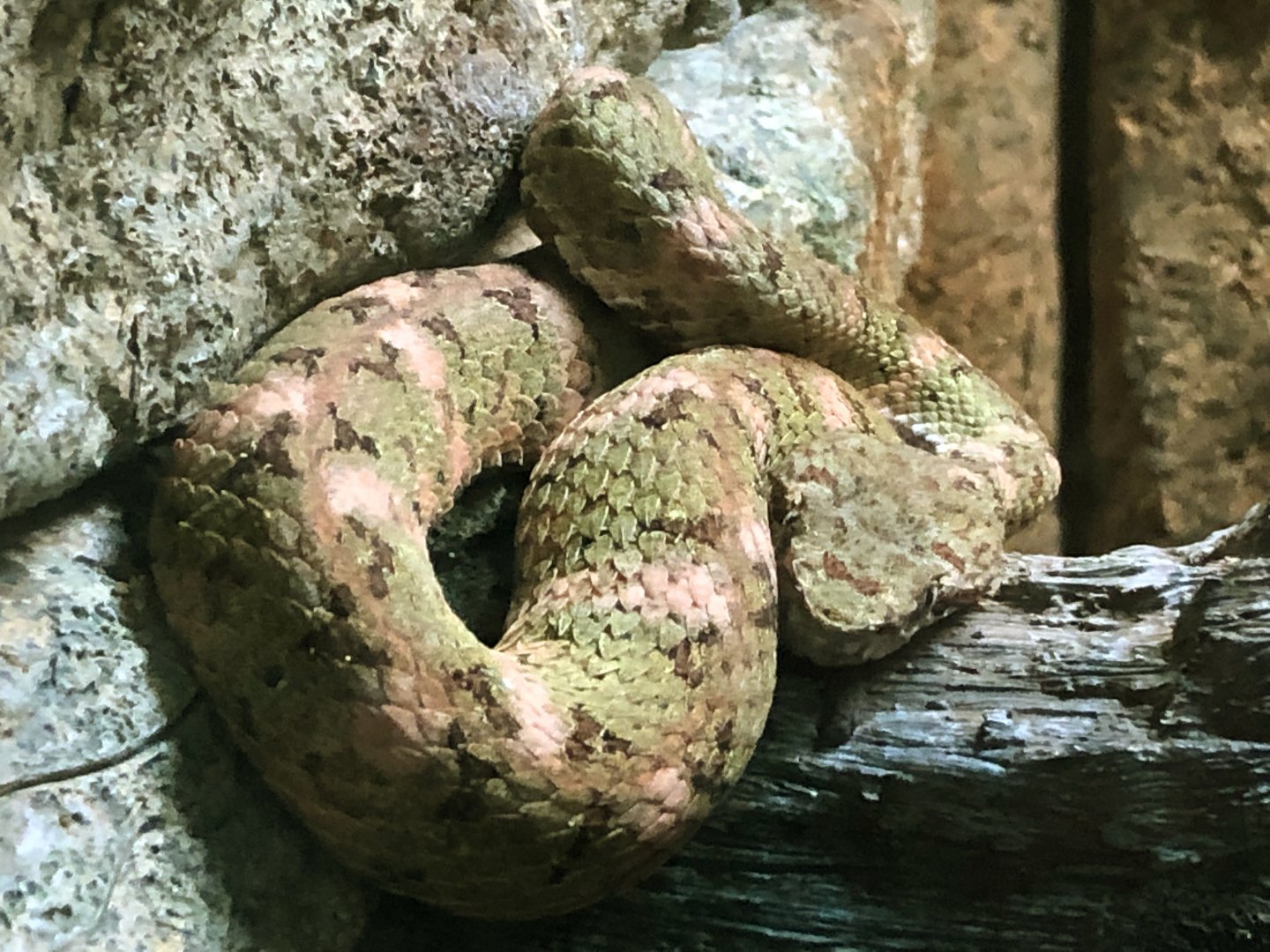Eyelash Viper