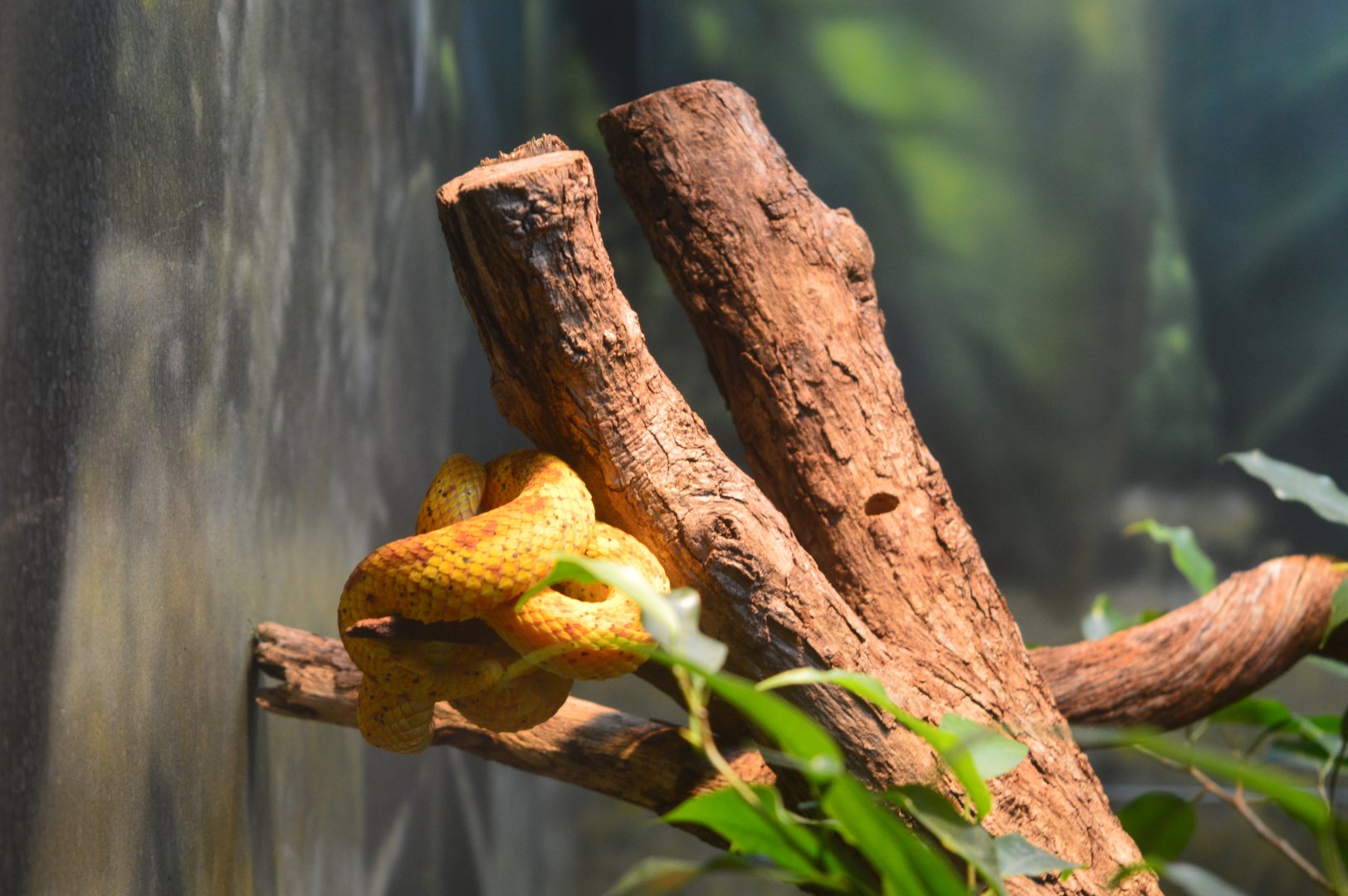 Eyelash Viper