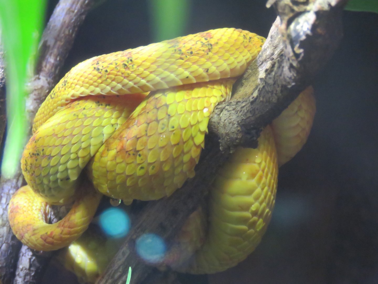 Eyelash Viper