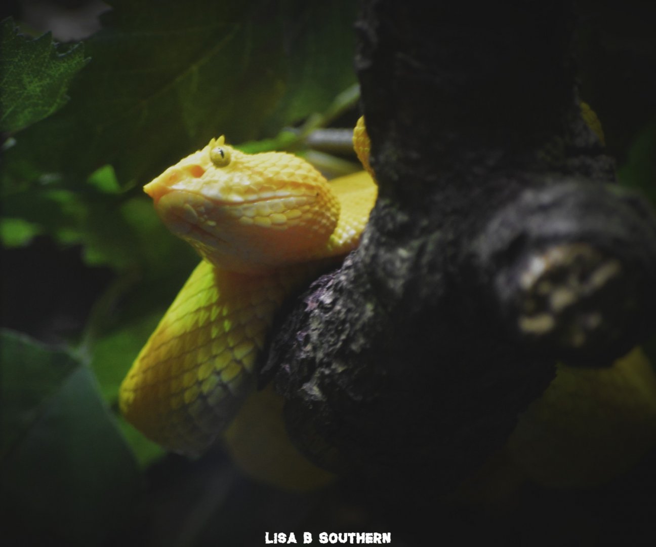 Eyelash Viper