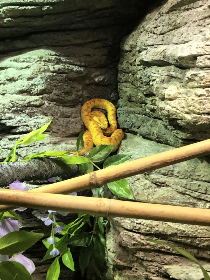 Eyelash Viper