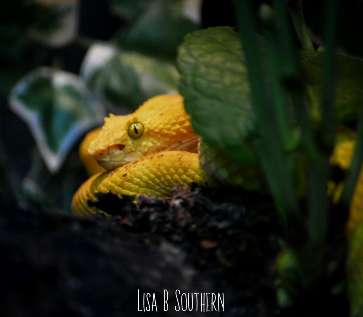 Eyelash Viper