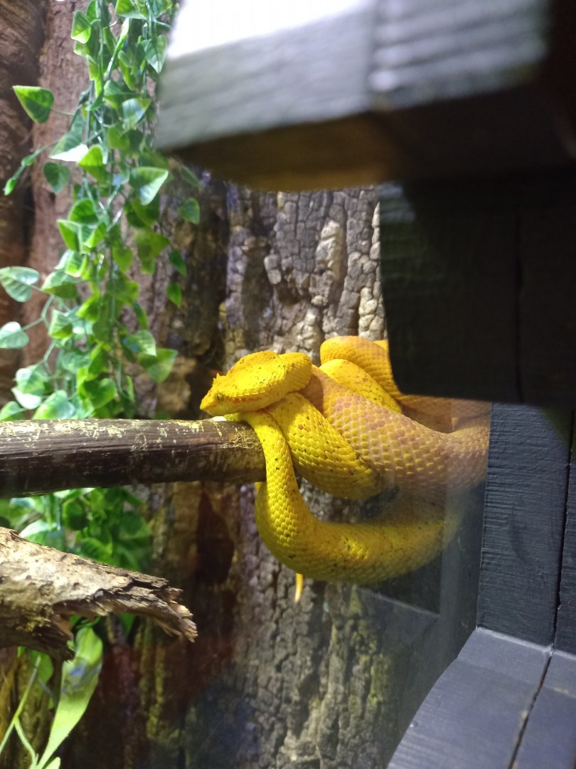 Eyelash Viper