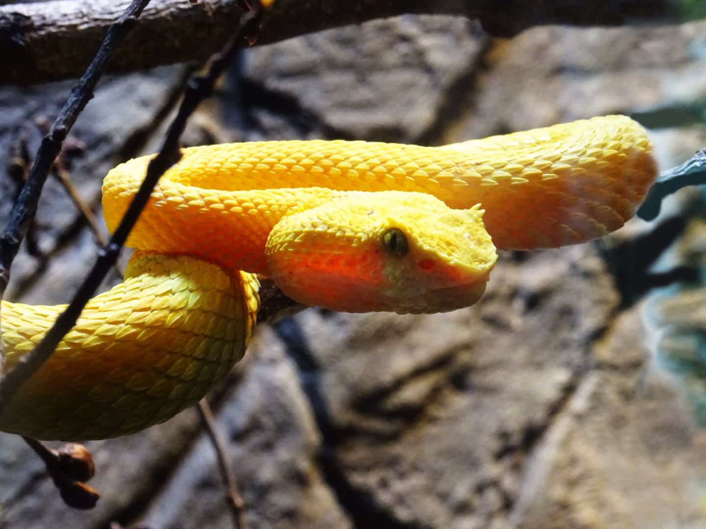 Eyelash Viper