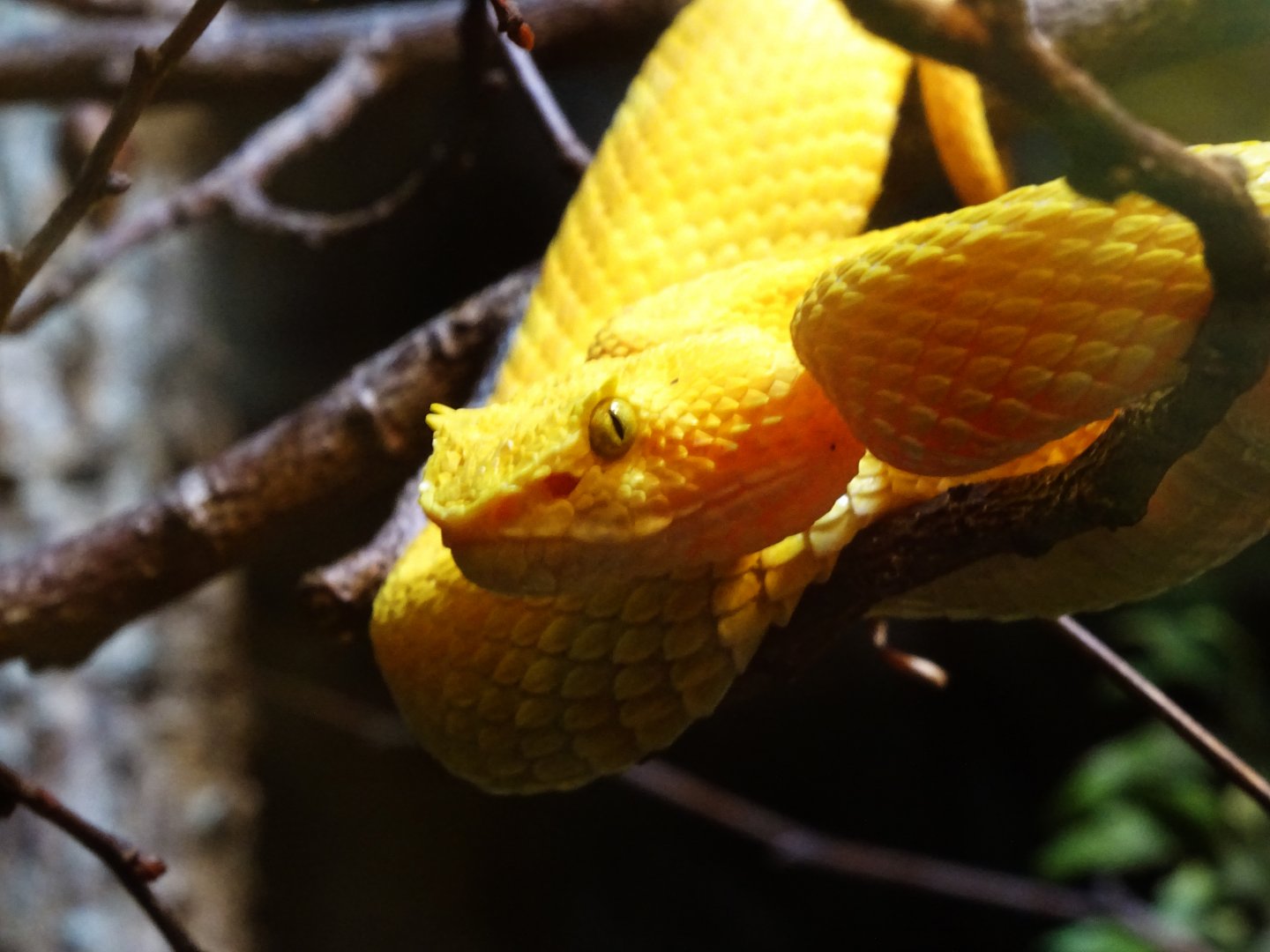 Eyelash Viper