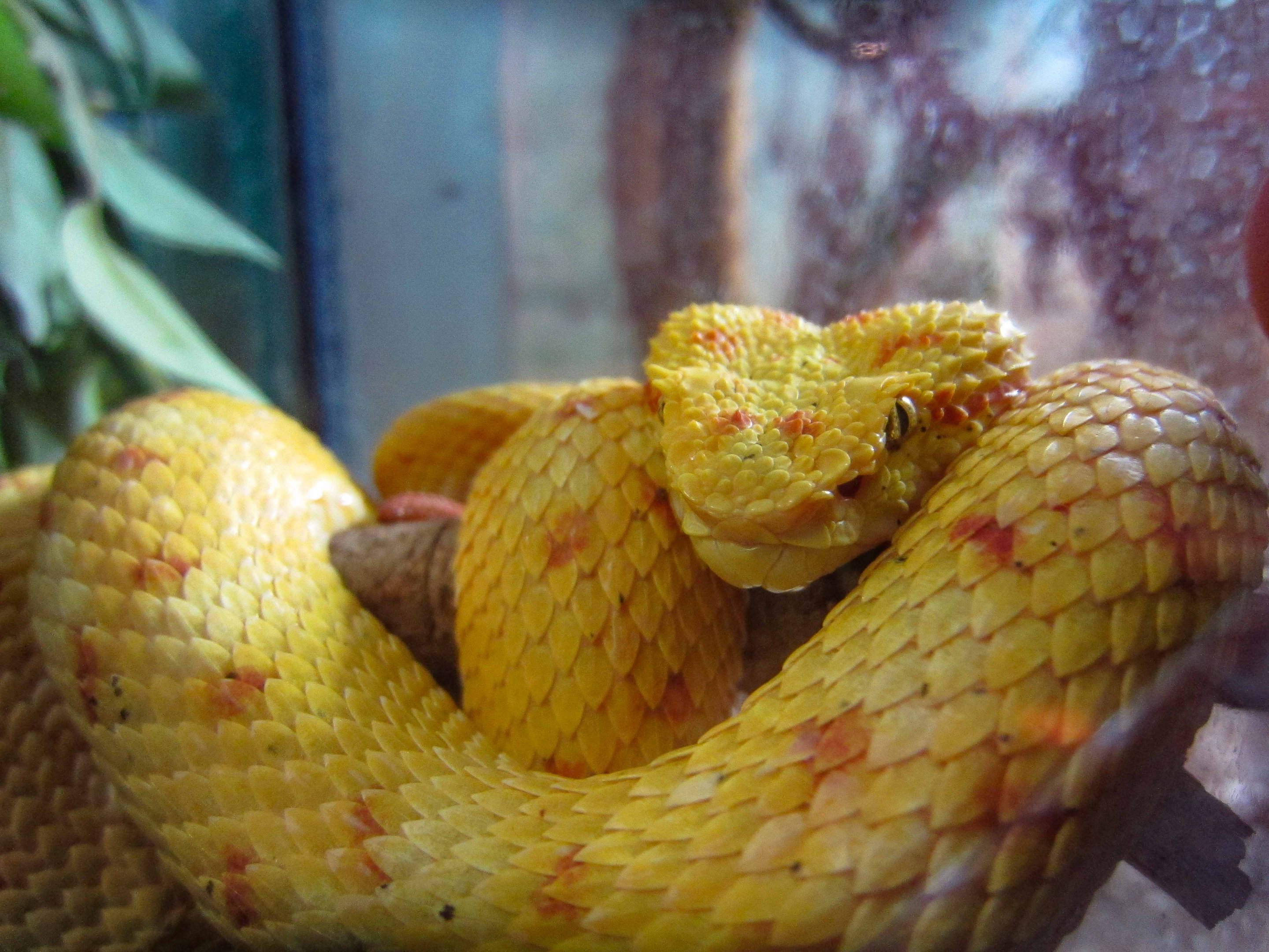 Eyelash Viper