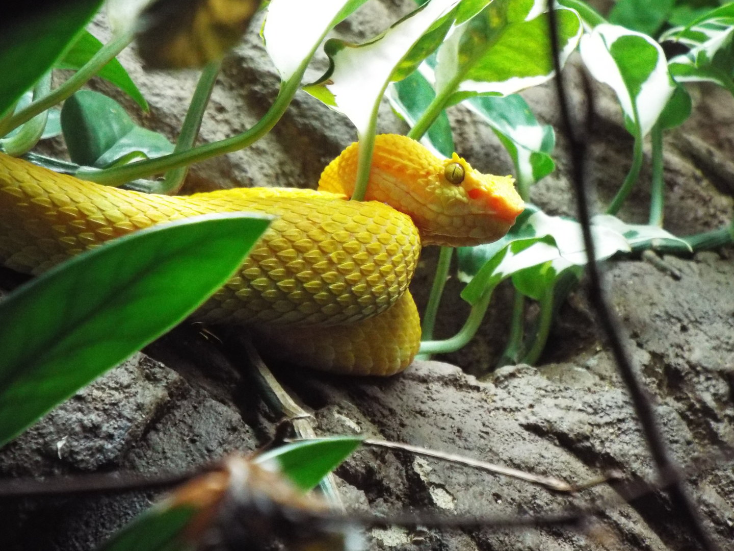Eyelash Viper