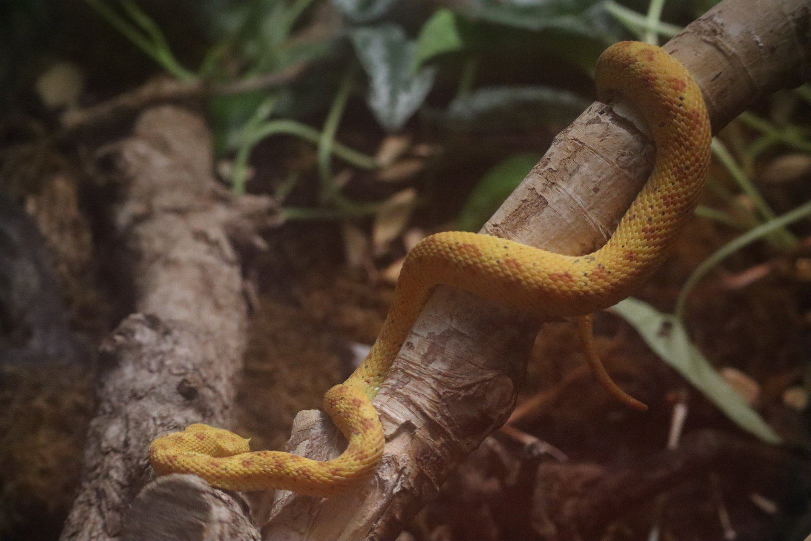 Eyelash Viper