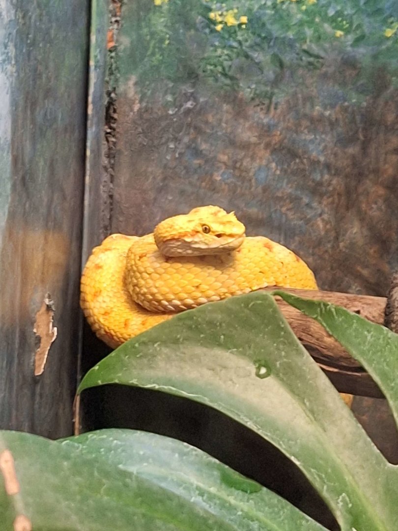 Eyelash Viper