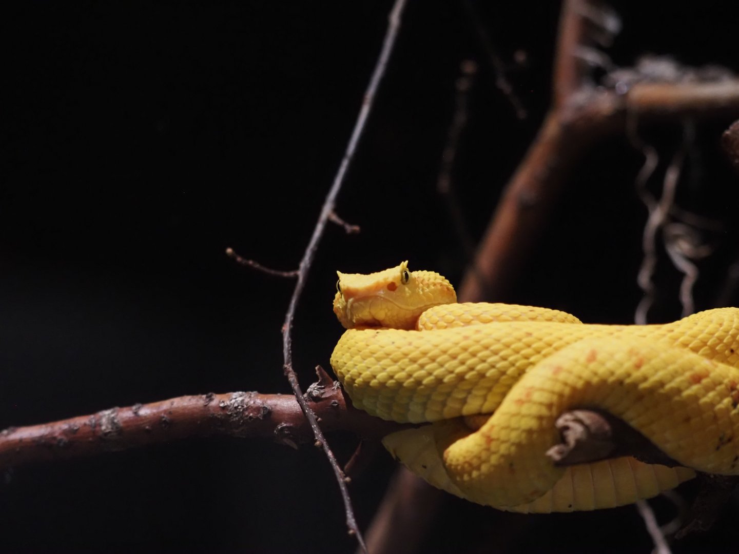 Eyelash Viper