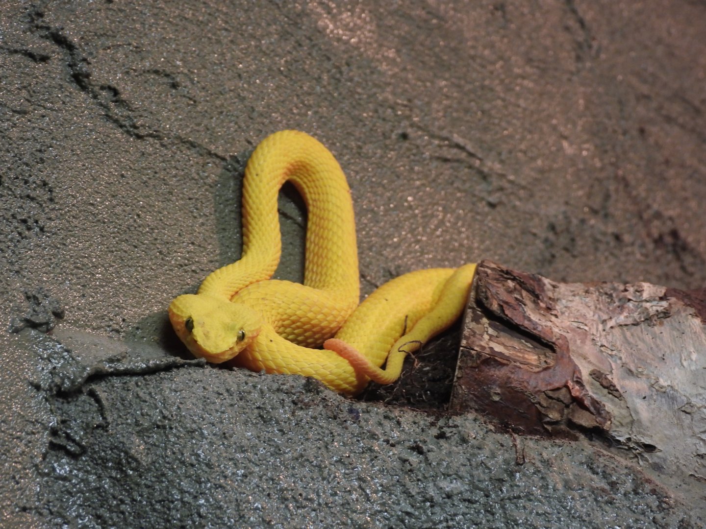 Eyelash viper