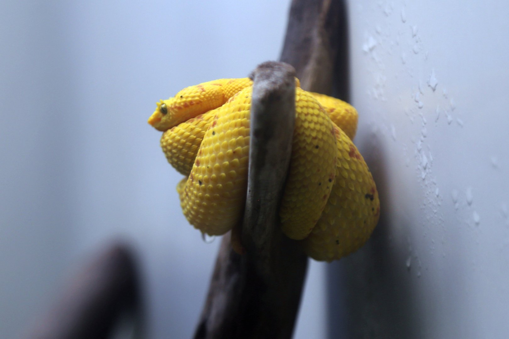 Eyelash Viper