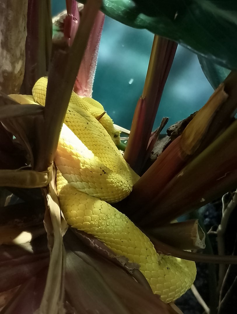 Eyelash viper