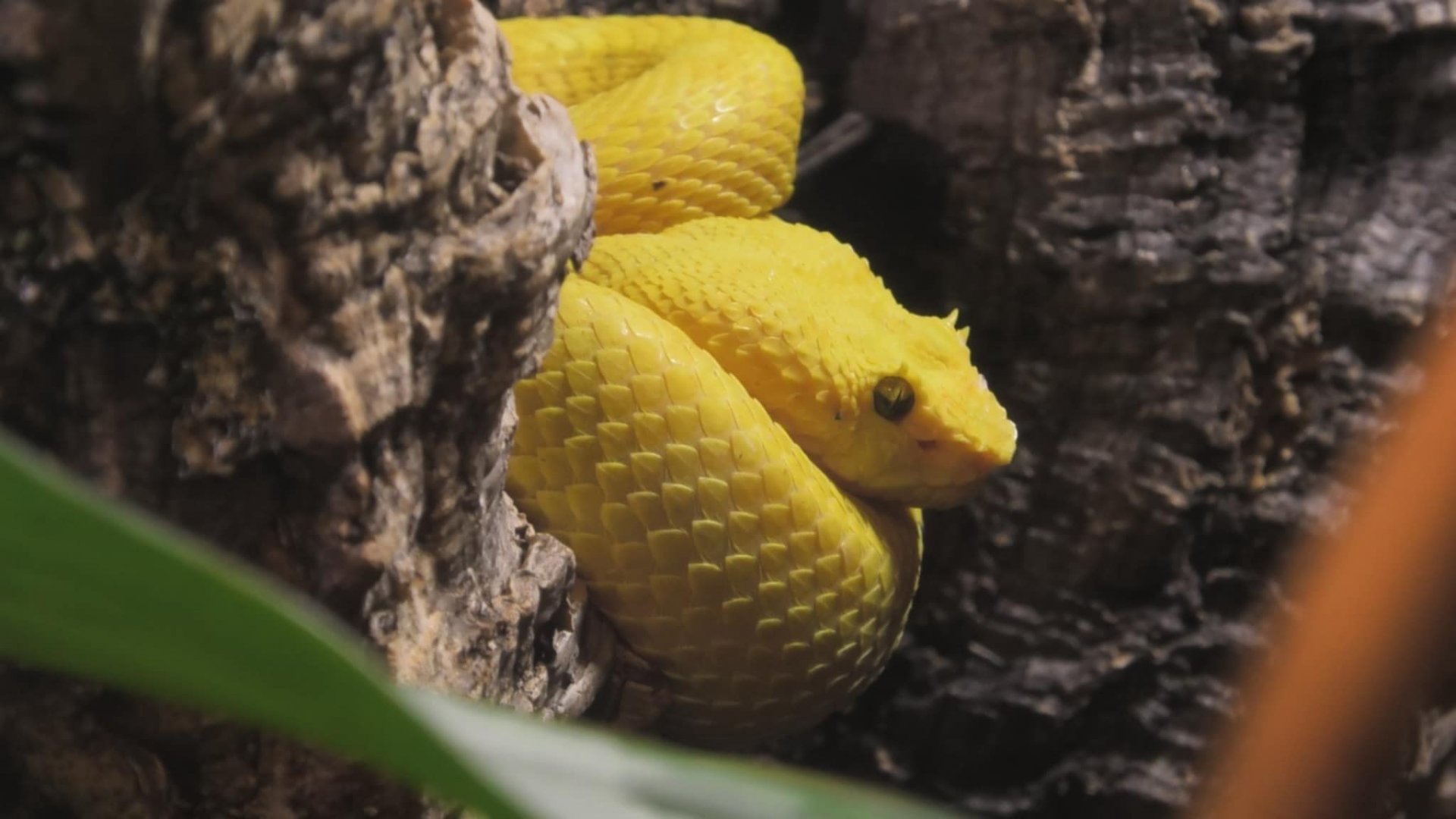 Eyelash viper