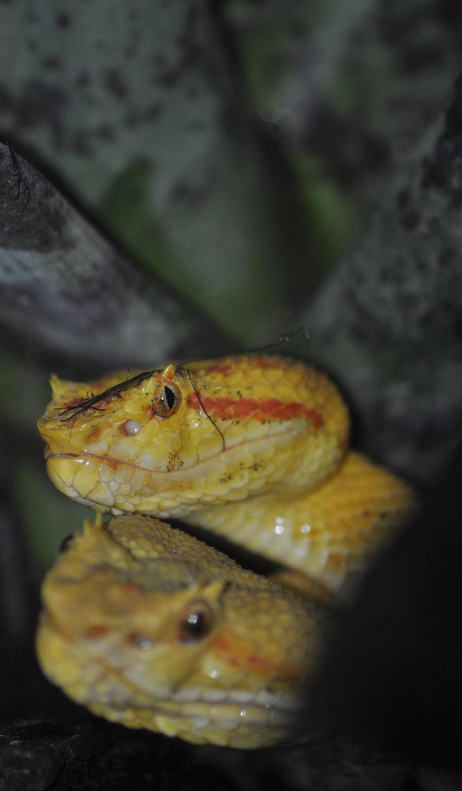 Eyelash Vipers on the prowl