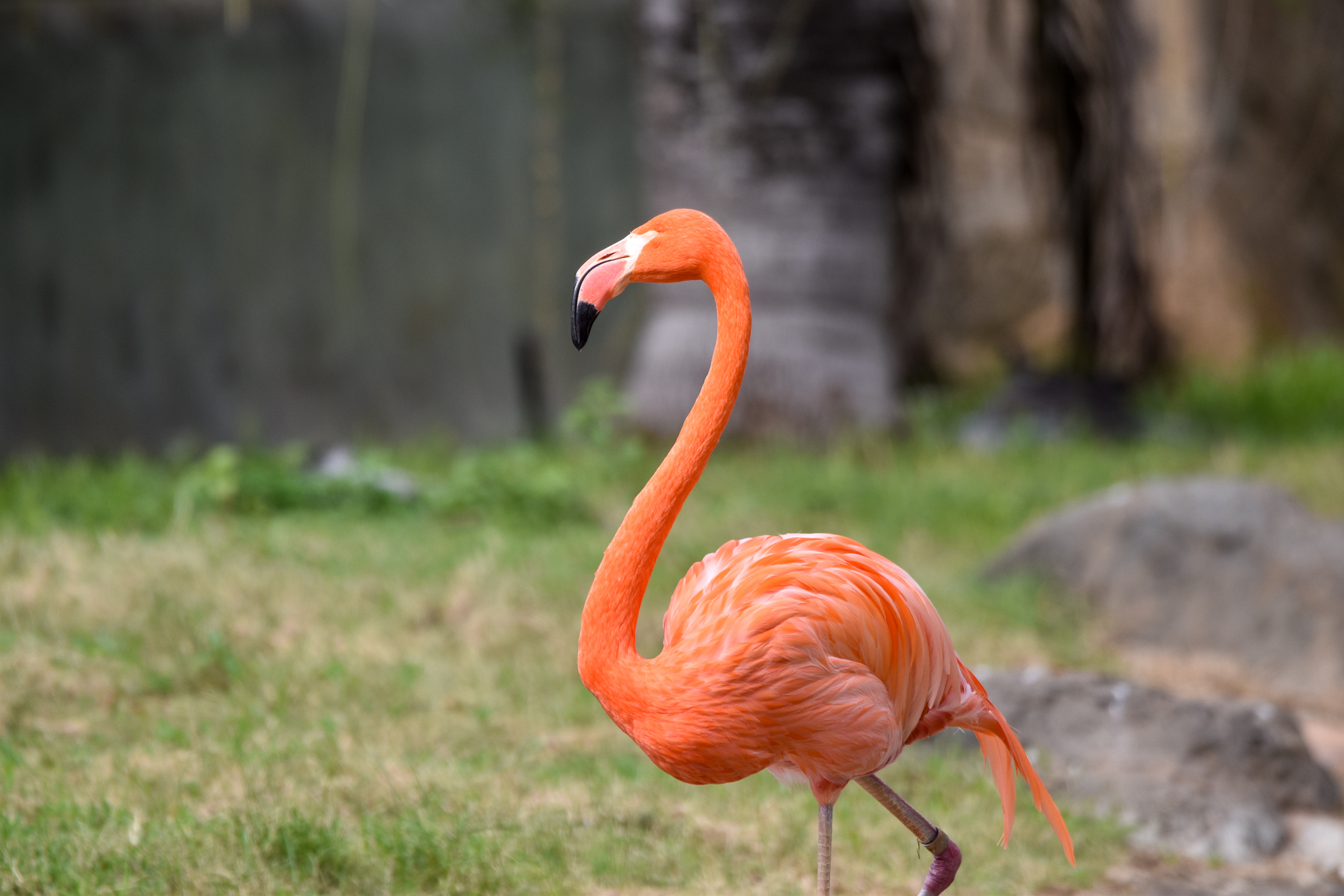 eyeless American Flamingo