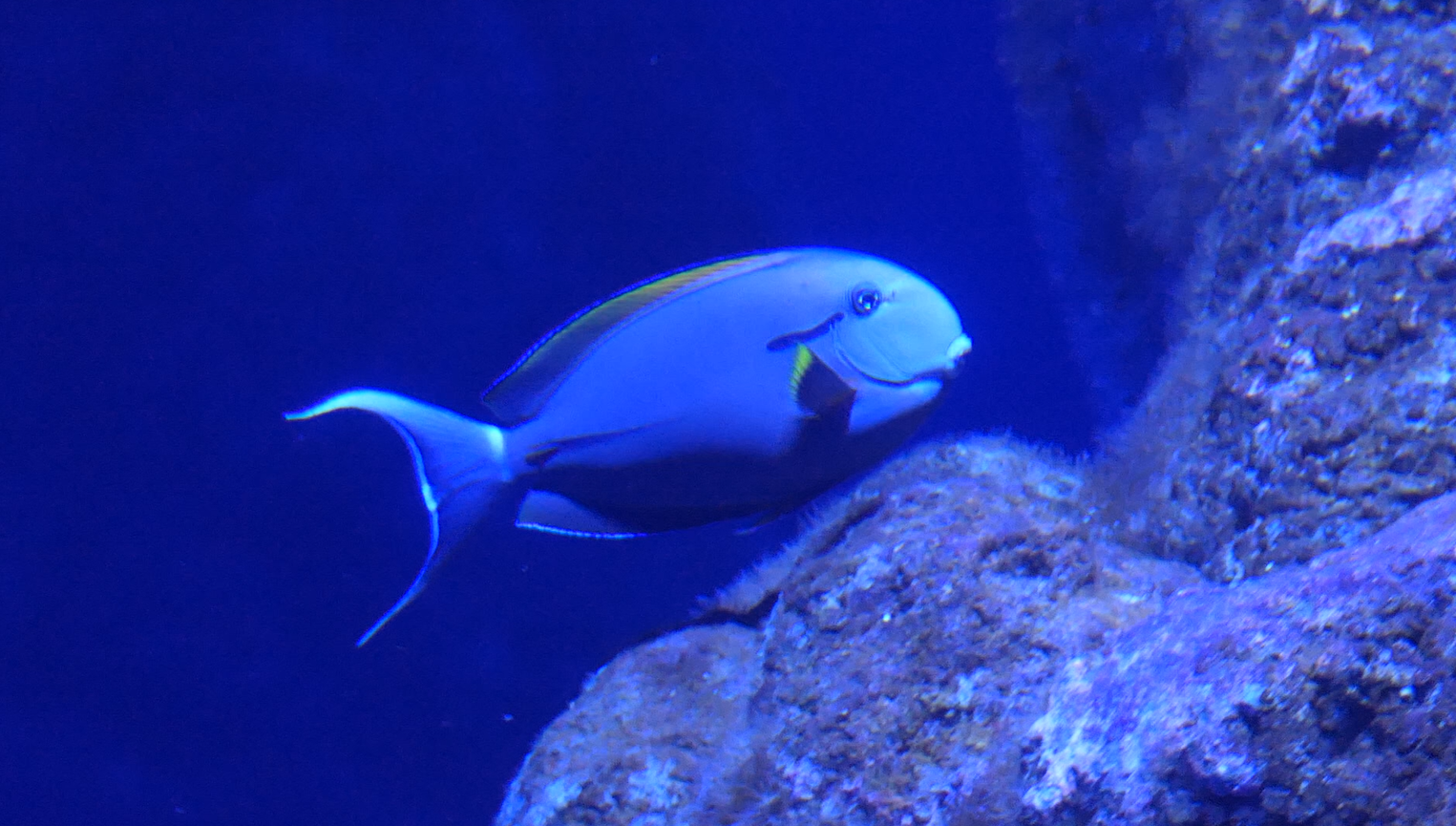 Eyeline Surgeonfish