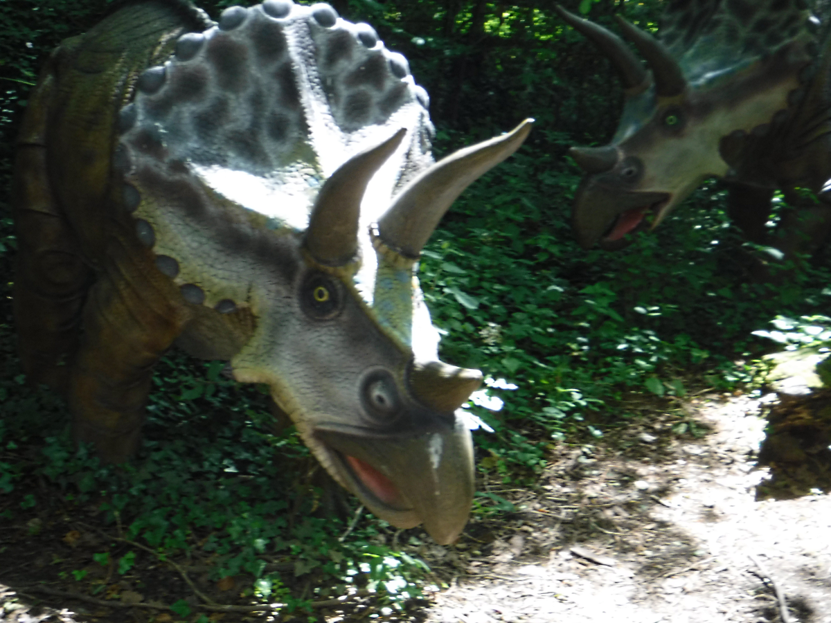 Eyes without too much character - Birdland 2020