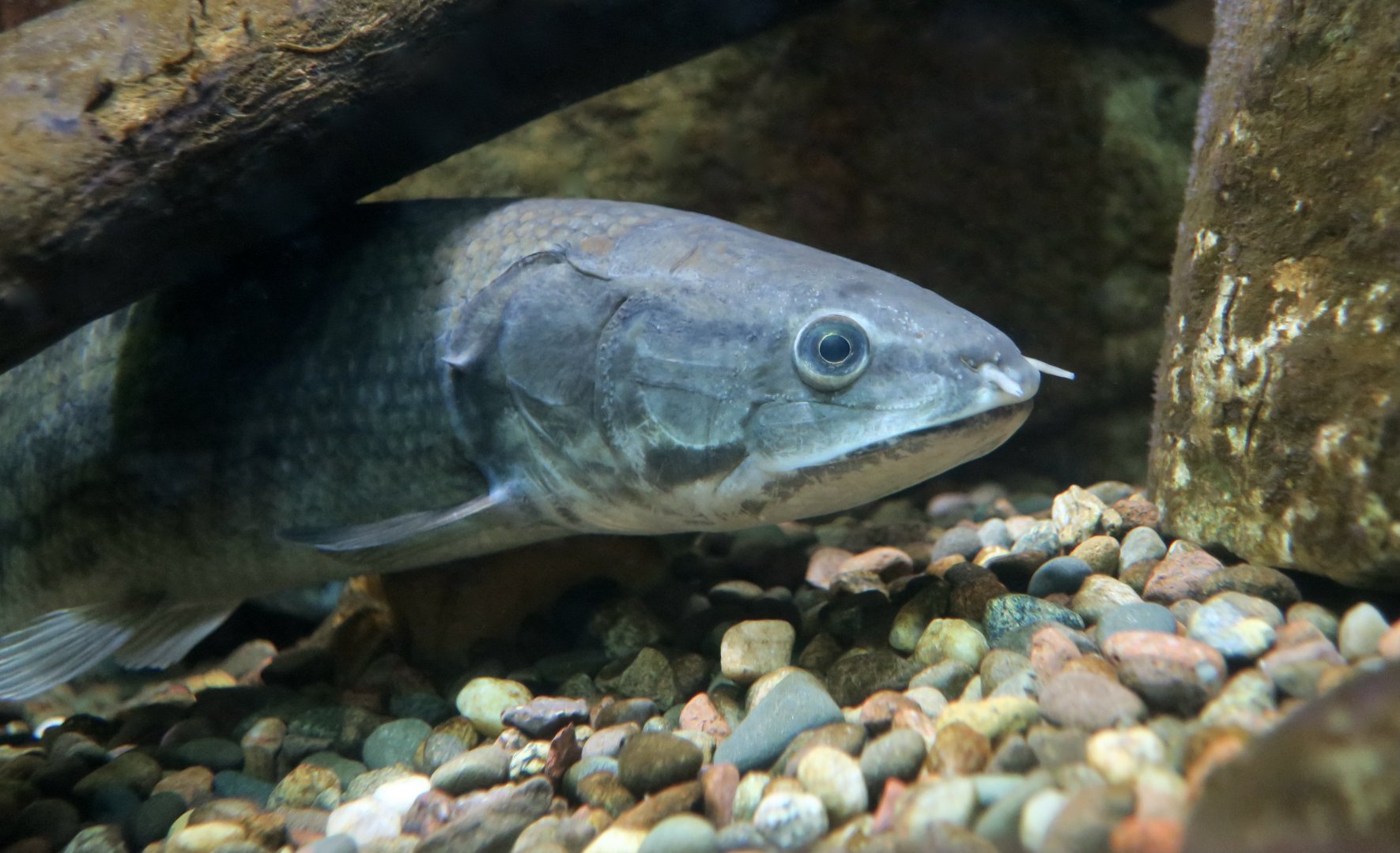 Eyespot Bowfin (Amia ocellicauda) - Cold Spring Harbor Fish Hatchery & Aquarium