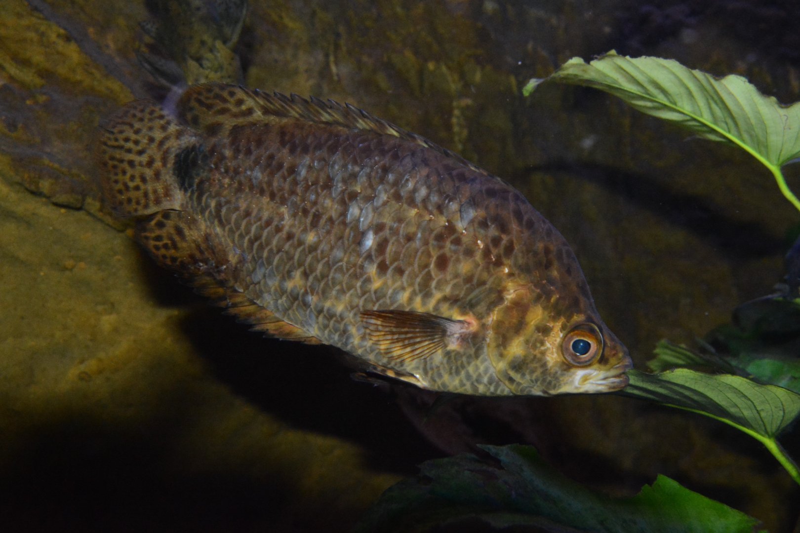 Eyespot ctenopoma (Ctenopoma ocellatum)