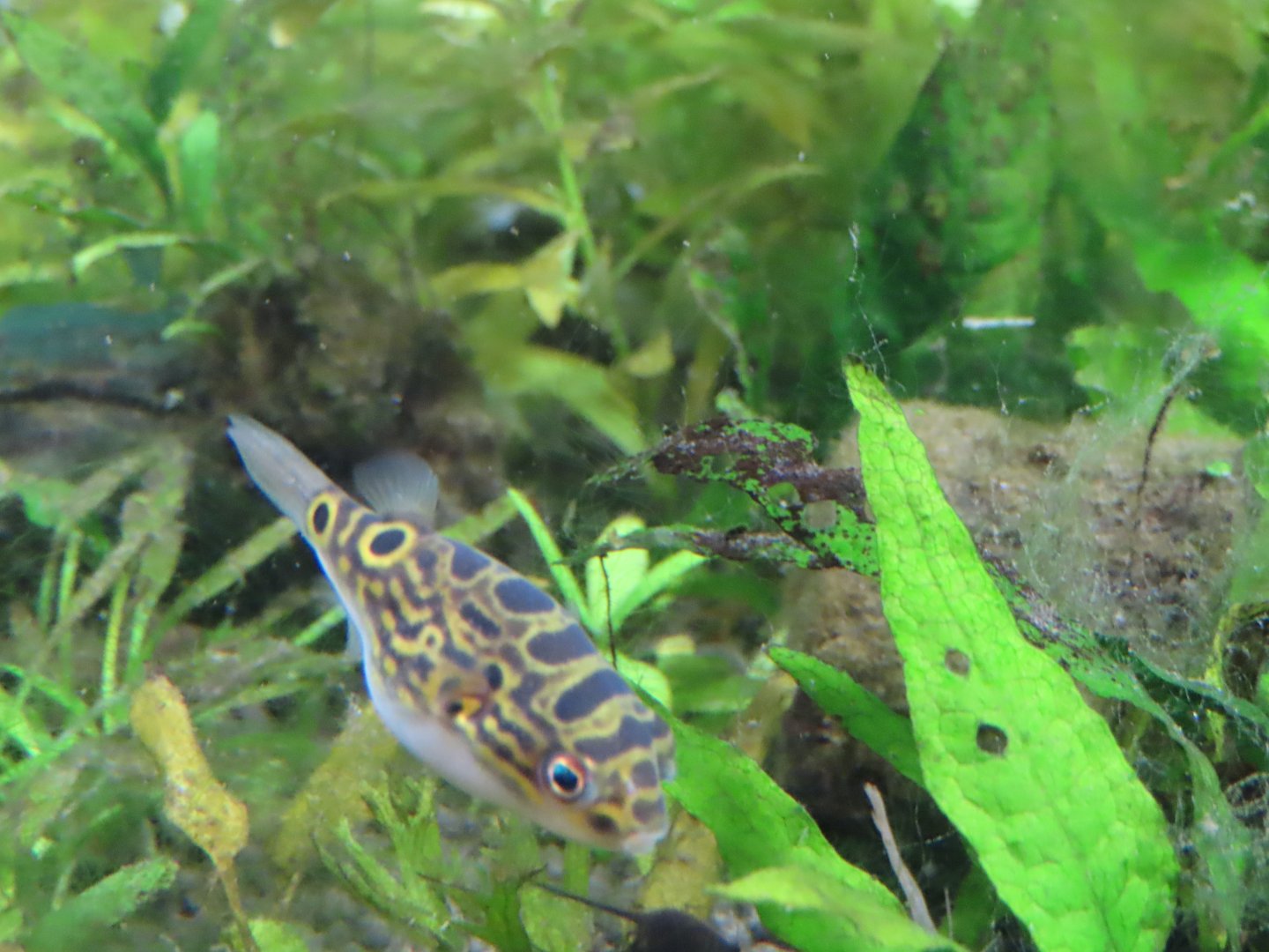 Eyespot pufferfish(Dichotomyctere ocellatus)