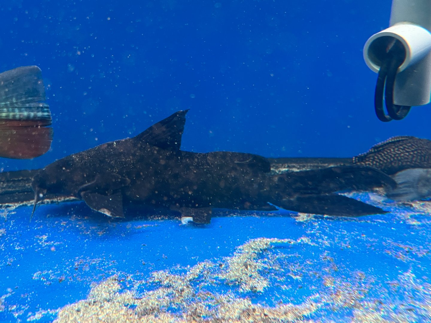 Eyespot Squeaker (Synodontis longirostris)