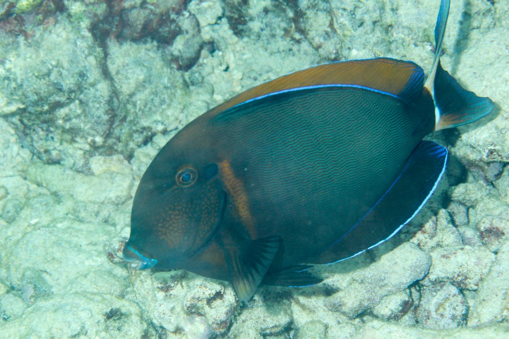 Eyespot Surgeonfish