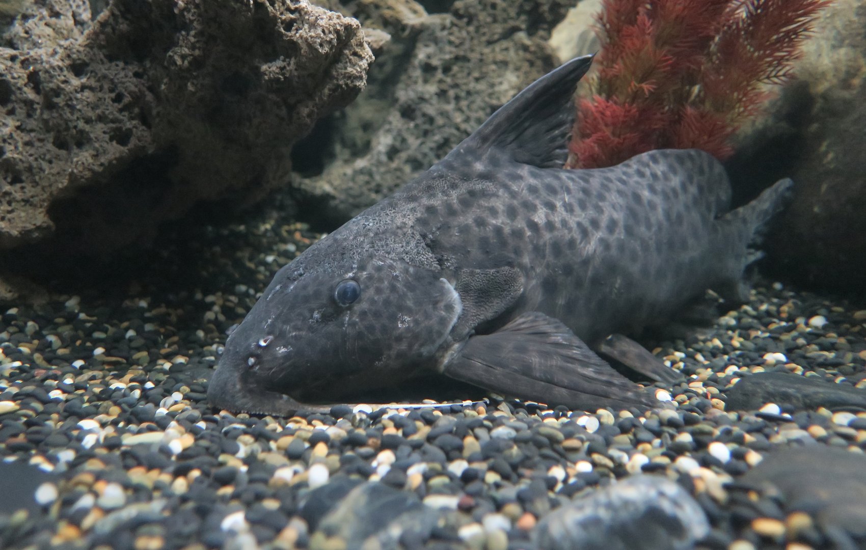 Eyespot Synodontis (Synodontis longirostris)