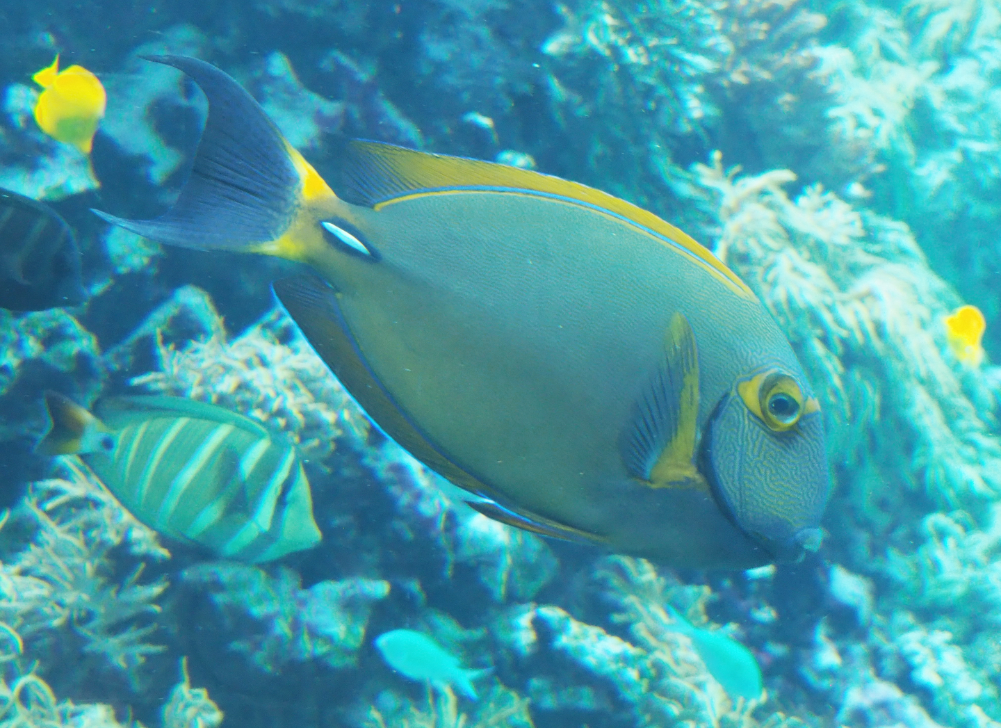 Eyestrip surgeonfish (Acanthurus dussumieri), 2020-09-20