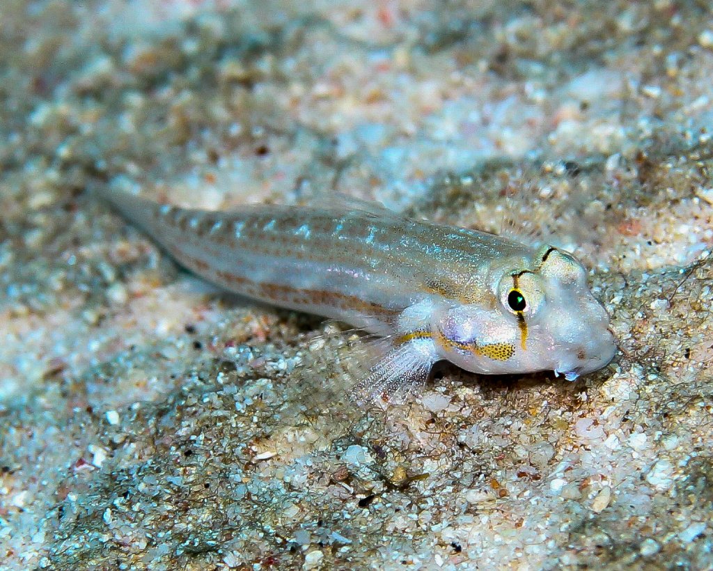 Eyestripe Blenny