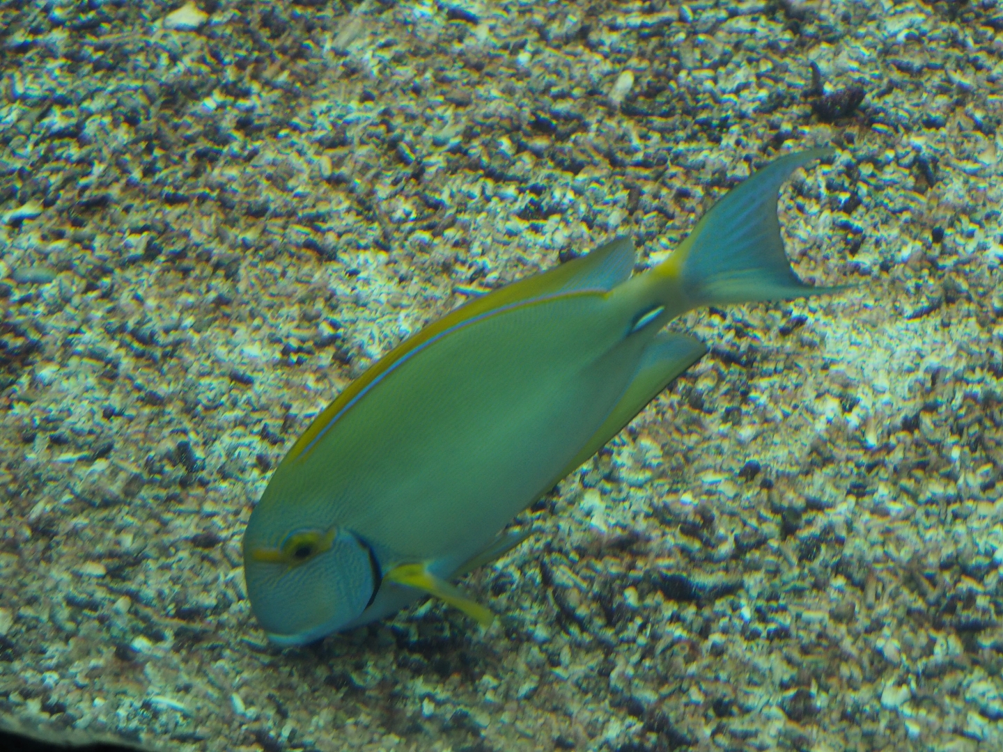 Eyestripe surgeonfish (Acanthurus dussumieri), Sep 16th, 2018