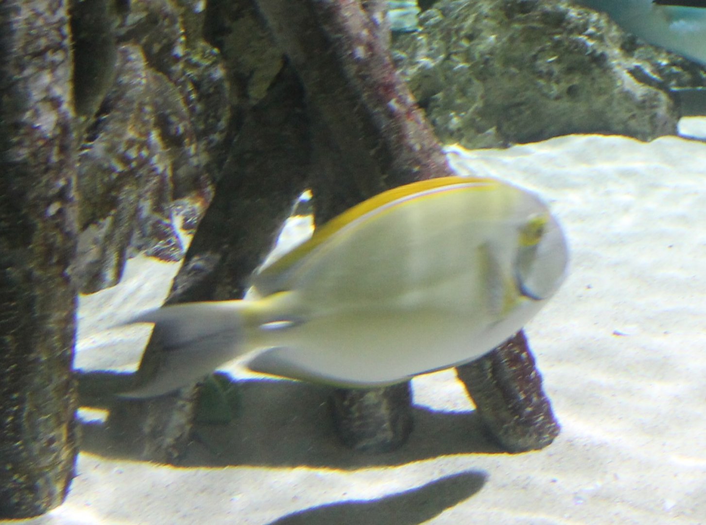 Eyestripe surgeonfish (Acanthurus dussumieri)