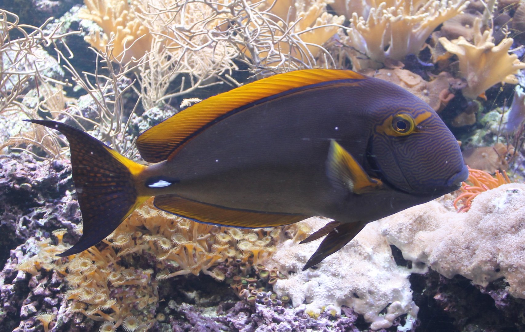Eyestripe surgeonfish - Acanthurus dussumieri