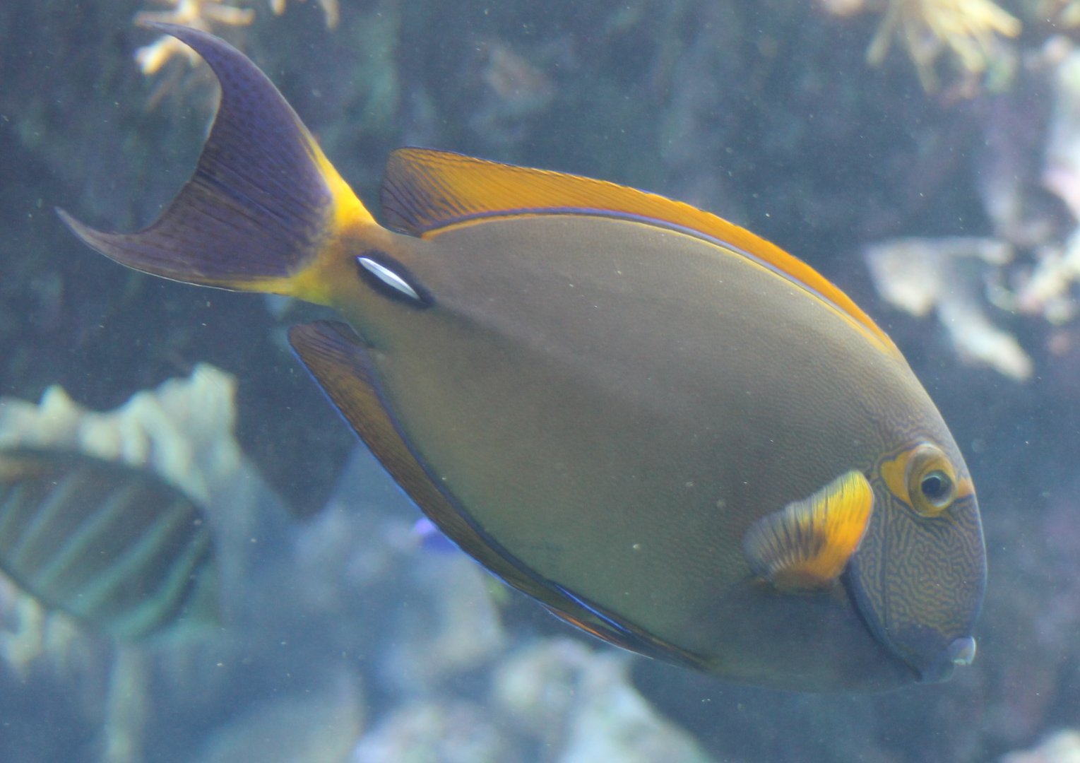 Eyestripe surgeonfish - Acanthurus dussumieri