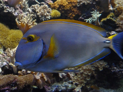 Eyestripe surgeonfish