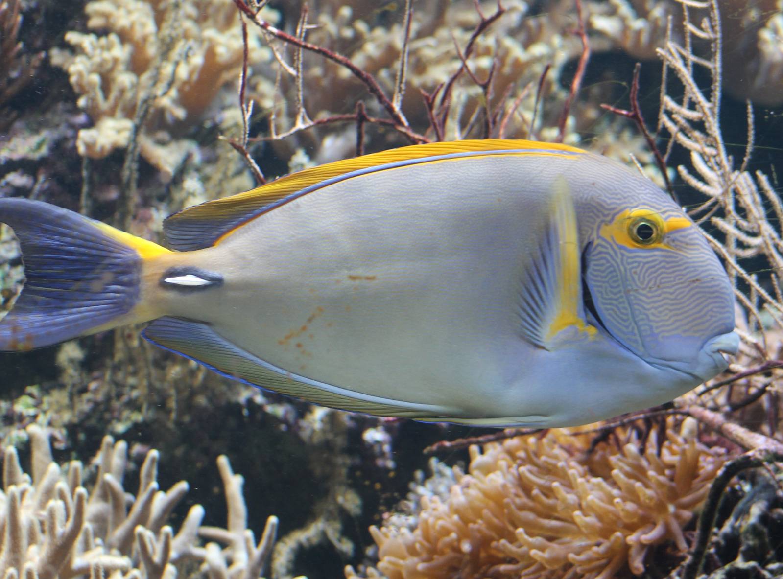 Eyestripe surgeonfish