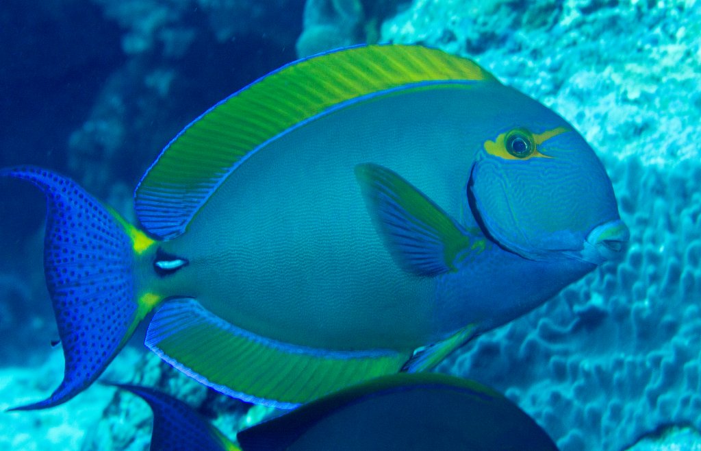 Eyestripe Surgeonfish