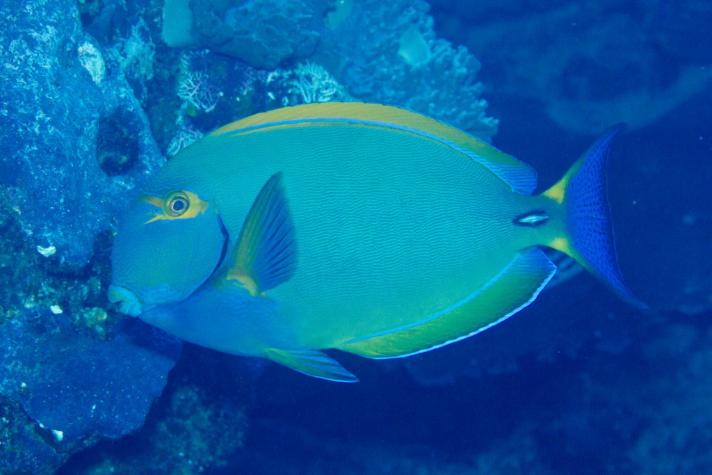 Eyestripe Surgeonfish